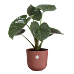 jazz rond 30cm toscaans rood